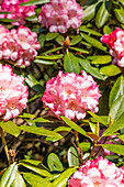 Rhododendron yakushimanum 'Valerie'