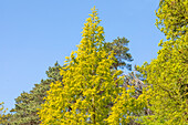 Metasequoia glyptostroboides 'Gold Rush'