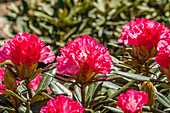 Rhododendron yakushimanum 'Love Song'