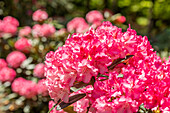 Rhododendron yakushimanum 'Kerstine'