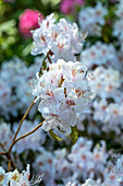 Rhododendron yunnanense