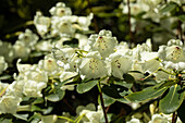 Rhododendron campylocarpum