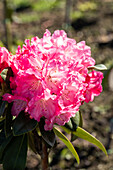 Rhododendron yakushimanum 'Morgenrot'