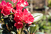 Rhododendron yakushimanum 'Lampion'