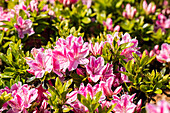 Rhododendron obtusum 'Kermesina Rose'