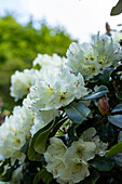 Rhododendron yakushimanum, weiß