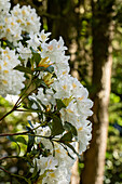 Rhododendron 'Dairymaid'