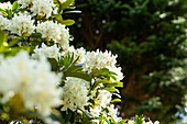 Rhododendron 'Cunningham's Snow White'