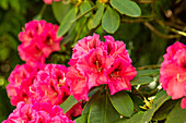 Rhododendron 'Boskoop'