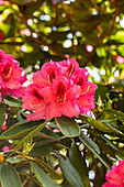 Rhododendron 'Boskoop'