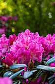 Rhododendron williamsianum 'Rodrigo'