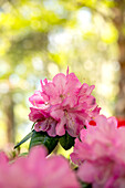 Rhododendron williamsianum 'Stadt Essen'