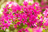 Rhododendron obtusum, pink