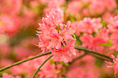 Rhododendron obtusum, rosa