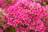 Rhododendron obtusum 'Hinomayo'