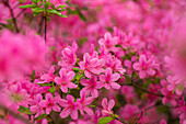 Rhododendron obtusum 'Hinomayo'