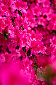 Rhododendron obtusum, pink