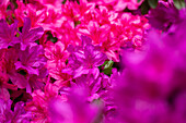 Rhododendron obtusum, pink