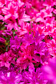 Rhododendron obtusum, pink