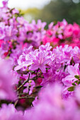 Rhododendron obtusum, pink