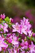 Rhododendron obtusum, lila