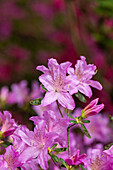 Rhododendron obtusum, rosa