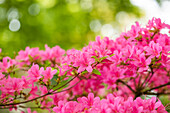 Rhododendron obtusum 'Hinomayo'