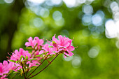 Rhododendron obtusum 'Hinomayo'