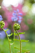 Dryopteris filix-mas