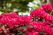 Rhododendron williamsianum 'Bremen'