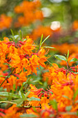 Rhododendron austrinum 'Don´s Variegated'