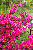 Rhododendron obtusum, pink