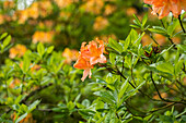 Rhododendron 'Clarice'