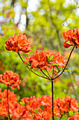 Rhododendron luteum 'Friedrich Wöhler'