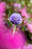 Primula denticulata, purple