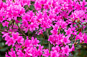 Rhododendron obtusum, pink