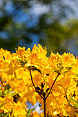 Rhododendron 'Golden Oriole'