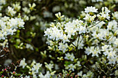Rhododendron obtusum, weiß