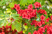 Rhododendron molle ssp. japonicum 'Nordlicht'