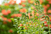 Dryopteris filix-mas