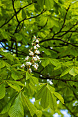 Aesculus hippocastanum