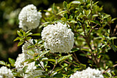 Viburnum 'Eskimo'