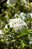 Viburnum 'Eskimo'