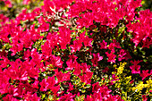 Rhododendron obtusum 'Bambino'