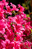 Rhododendron obtusum 'Fedora'