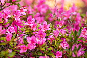 Rhododendron obtusum, pink