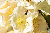 Biene vor Rhododendronblüte