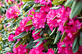 Rhododendron, rosarot