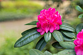 Rhododendron 'Homer'