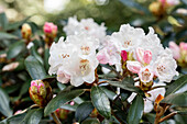 Rhododendron bureavii 'Hydon Velvet'